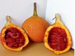 木鱉果假種皮萃取物之功能性研究與產品開發