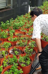 ICT栽培模式及氮肥施肥量對柴胡生長、光合作用及成分分析之研究15