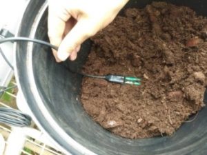 ICT栽培模式及氮肥施肥量對柴胡生長、光合作用及成分分析之研究19