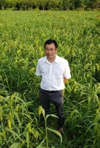 ICT栽培模式及氮肥施肥量對柴胡生長、光合作用及成分分析之研究2