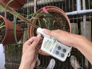 ICT栽培模式及氮肥施肥量對柴胡生長、光合作用及成分分析之研究21