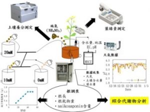 ICT栽培模式及氮肥施肥量對柴胡生長、光合作用及成分分析之研究26