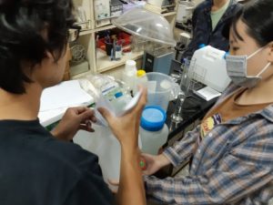 ICT栽培模式及氮肥施肥量對柴胡生長、光合作用及成分分析之研究35