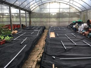 ICT栽培模式及氮肥施肥量對柴胡生長、光合作用及成分分析之研究37