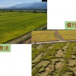 SPRI農法之乾溼交替給水方式，可促使水稻根系生長延深，植株強健、減緩倒伏問題