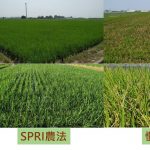 SPRI農法添加益生菌，可降低植株罹病率