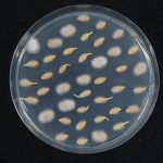 受汙染之甜瓜種子檢體，可以培養皿檢查法 (agar plate method) 於五氯硝酸苯 (pentachloronitrobenzene，PCNB) 平板上鏡檢出白色菌絲。