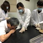 實驗前大鼠眼科檢查