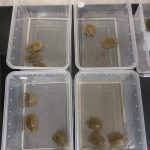 技術商品化-孵化盒延伸用途為飼育盒