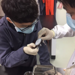 於齧齒類動物房進行抗發炎動物試驗，以厚薄計測量小鼠耳殼厚度，評估苦茶粕皂素抗發炎程度。