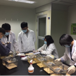 於齧齒類動物房進行抗發炎動物試驗，將苦茶粕皂素塗抹於小鼠耳殼，評估是否可抑制小鼠耳殼腫脹2。