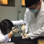 於齧齒類動物房進行抗發炎動物試驗，將苦茶粕皂素塗抹於小鼠耳殼，評估是否可抑制小鼠耳殼腫脹。