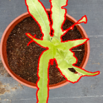 植物表徵擷取結果