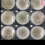 真菌(Ascosphaera apis)對峙實驗照片，此8珠細菌是從實驗室中現有的植物根系細菌中挑選出分解幾丁質結果最好的細菌來做此實驗，圖一下圖為真菌(Botrytis cinerea) 對峙實驗照片分別為對照組(無細菌)、根表面、根內生以及游離在土壤中的細菌。