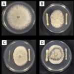 真菌(Ascosphaera apis)對峙實驗照片，此8珠細菌是從實驗室中現有的植物根系細菌中挑選出分解幾丁質結果最好的細菌來做此實驗，圖一下圖為真菌(Botrytis cinerea) 對峙實驗照片分別為對照組(無細菌)、根表面、根內生以及游離在土壤中的細菌。