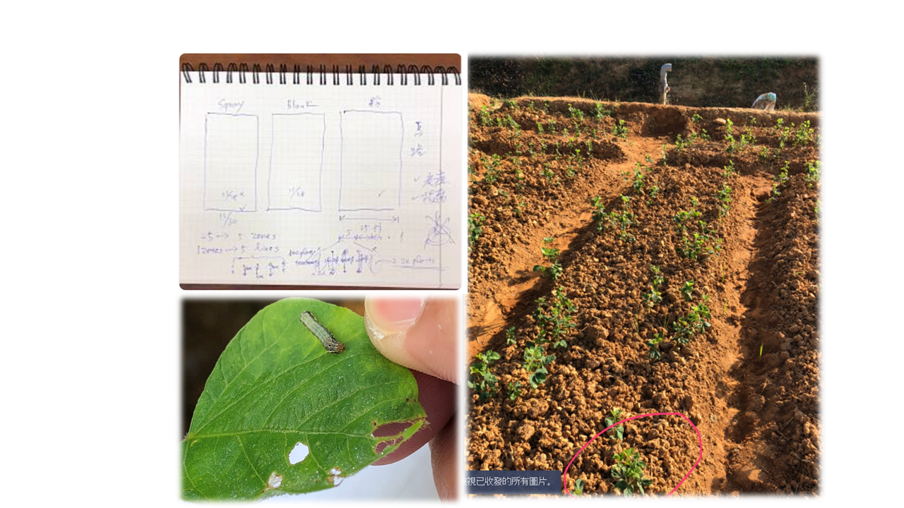 赤眼卵蜂與共生菌Wolbachia的適應試驗應用於強化害蟲生物防治效率(二)