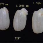 高雄147發芽米最適發芽環境條件測試